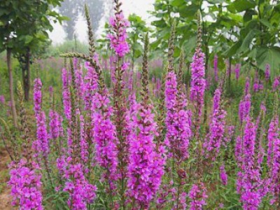 花卉苗木養(yǎng)護(hù)管理主要有幾方面？