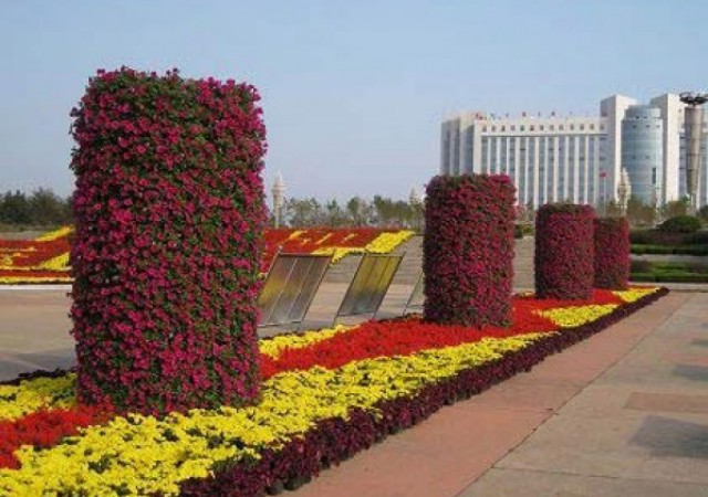 宿根福祿考的繁殖方式你是否清楚呢