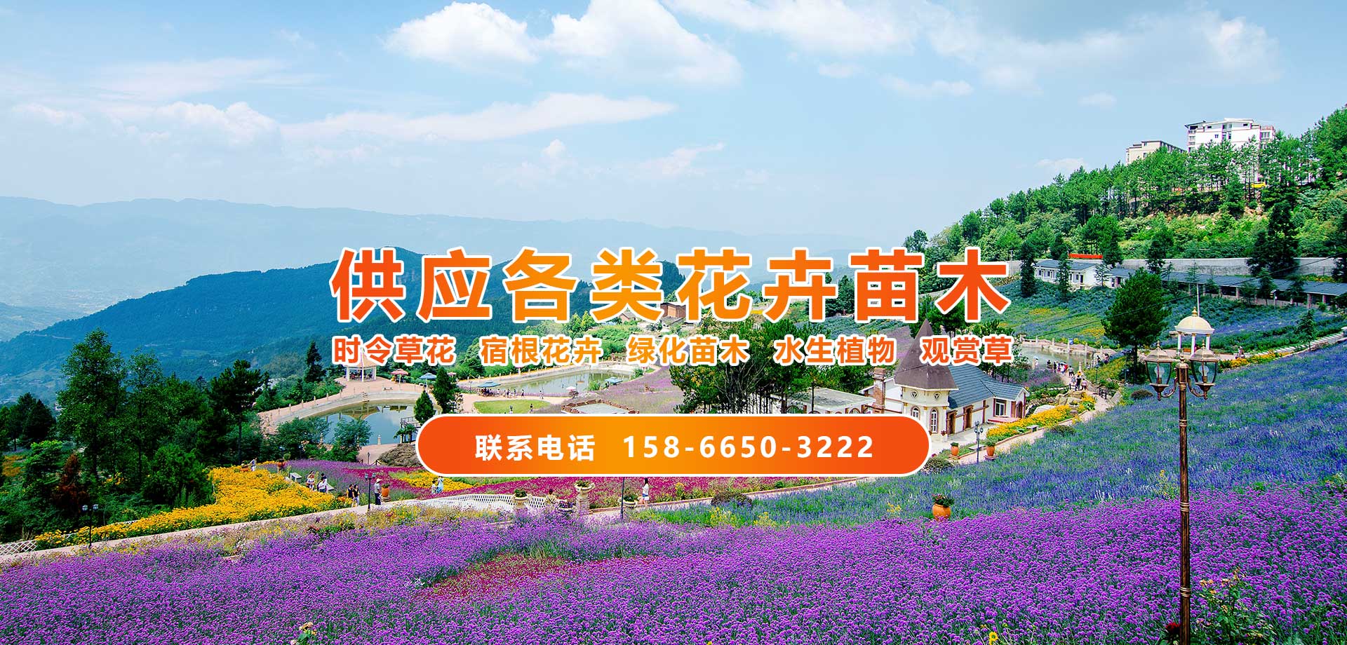 青州美騰花卉苗木有限公司