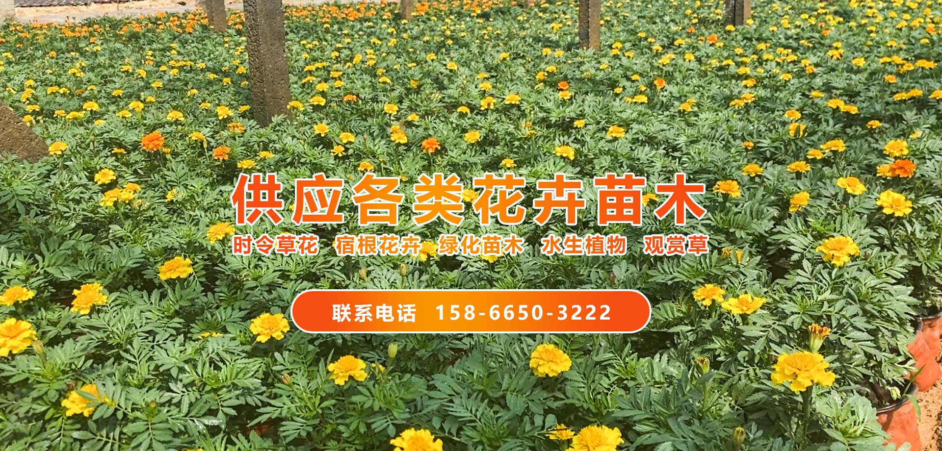 青州聚創(chuàng)花卉