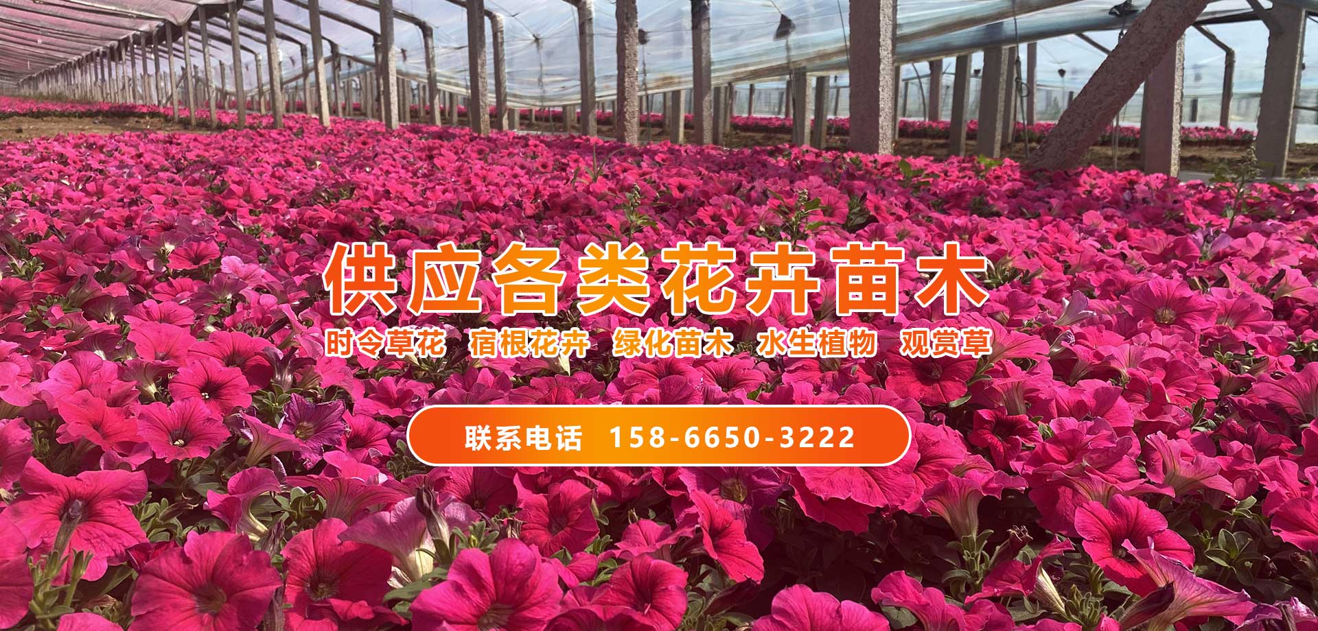 聚創(chuàng)花卉
